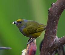 Orange-bellied Euphonia