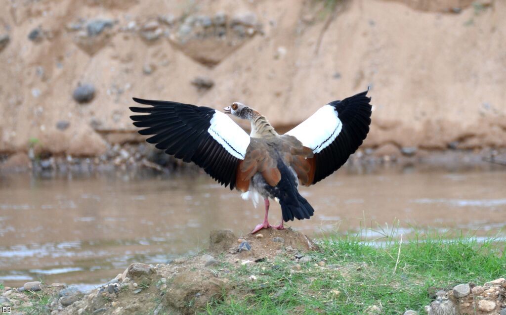 Egyptian Gooseadult, identification