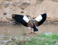 Egyptian Goose