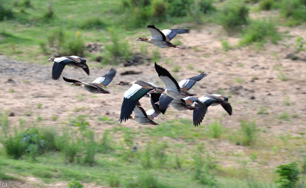 Egyptian Gooseadult, Flight