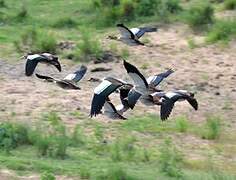 Egyptian Goose