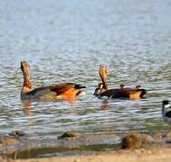 Egyptian Goose