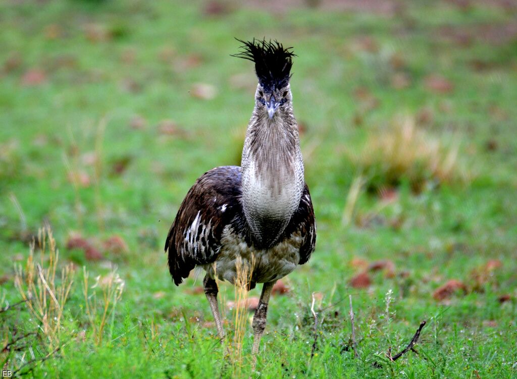 Outarde koriadulte, identification