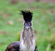 Kori Bustard