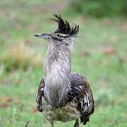 Kori Bustard