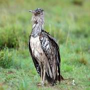 Kori Bustard