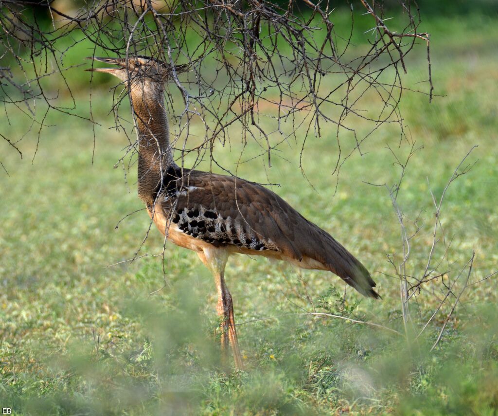 Kori Bustard female adult, Behaviour