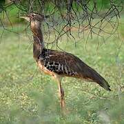 Kori Bustard