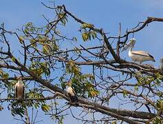 Palm-nut Vulture