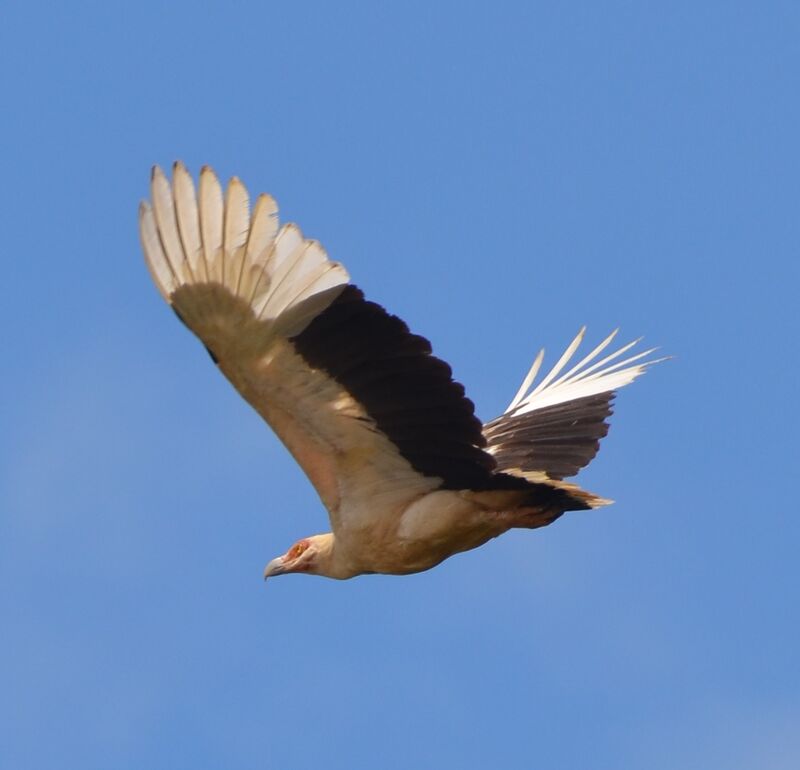 Palm-nut Vultureadult, Flight