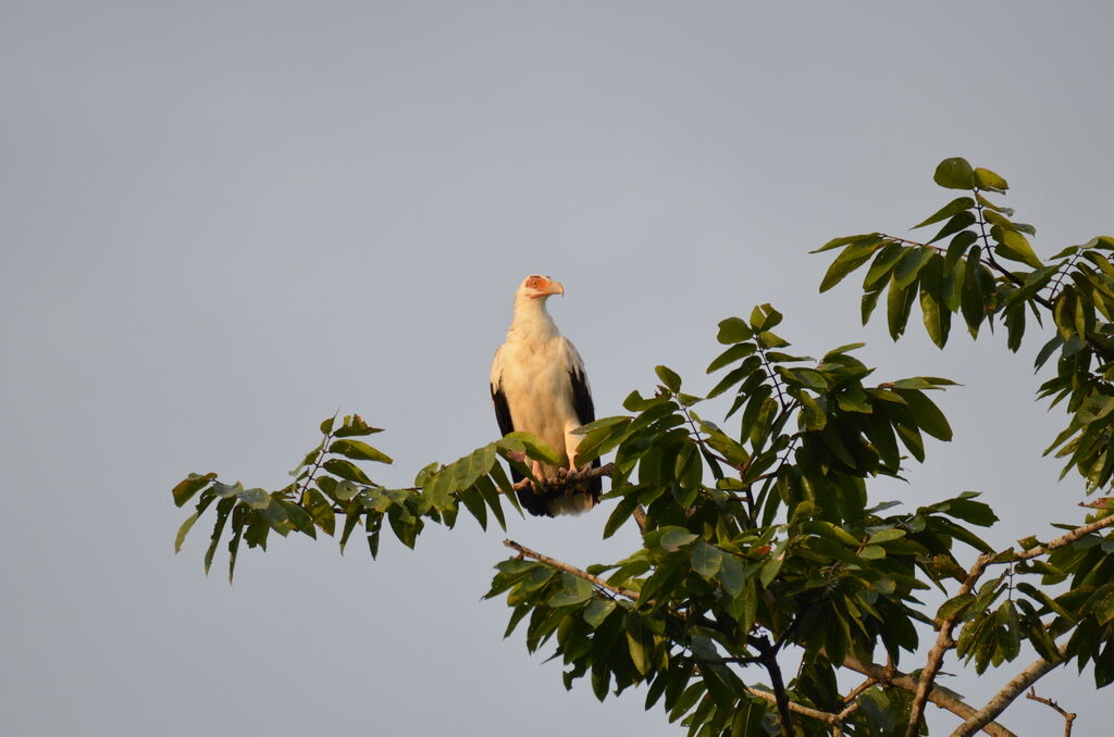 Palmiste africainadulte, identification