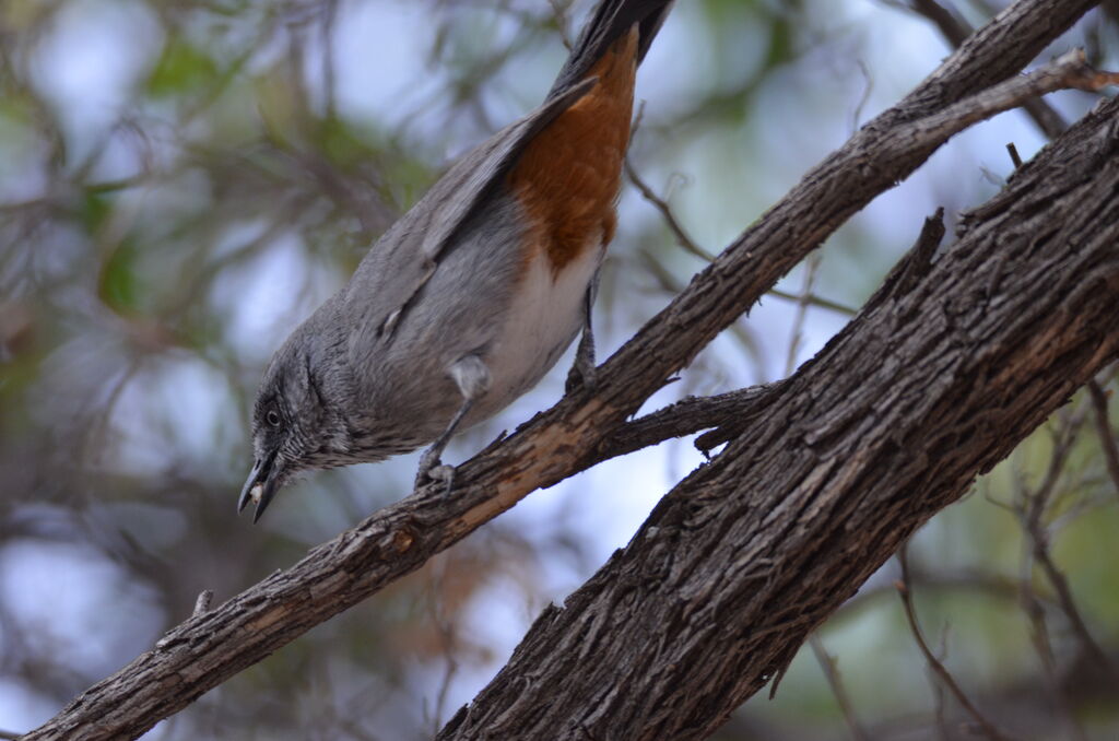 Chestnut-vented Warbleradult, identification