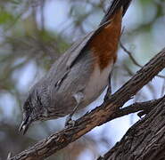 Chestnut-vented Warbler