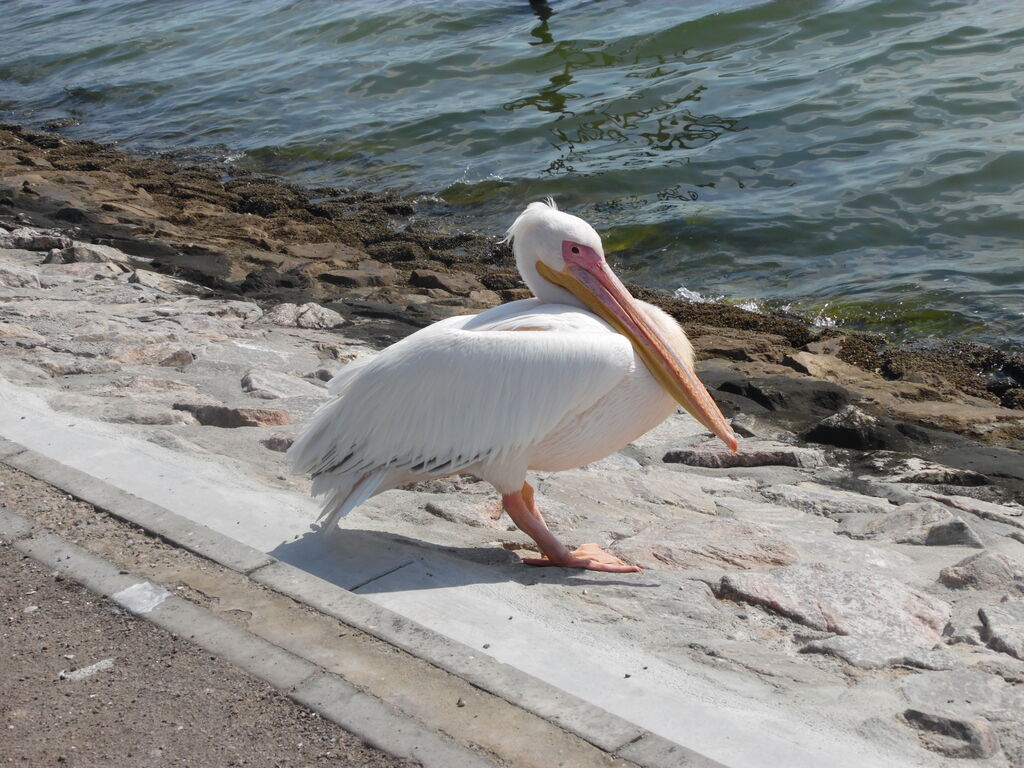 Pélican blancadulte, identification