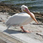 Great White Pelican