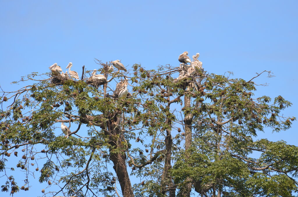 Pink-backed Pelican adult, Reproduction-nesting