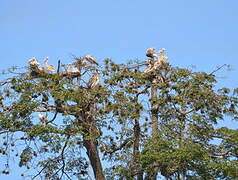 Pink-backed Pelican