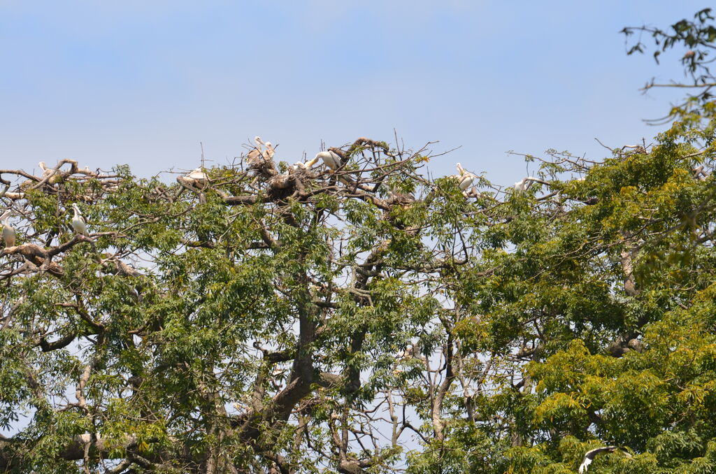 Pink-backed Pelican, Behaviour