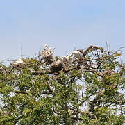 Pink-backed Pelican