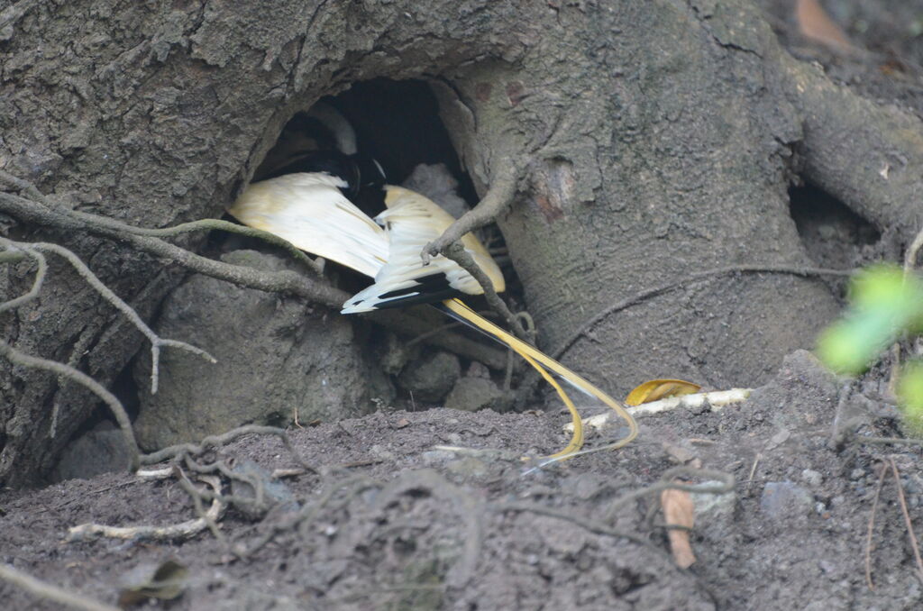 White-tailed Tropicbirdadult, identification, Reproduction-nesting