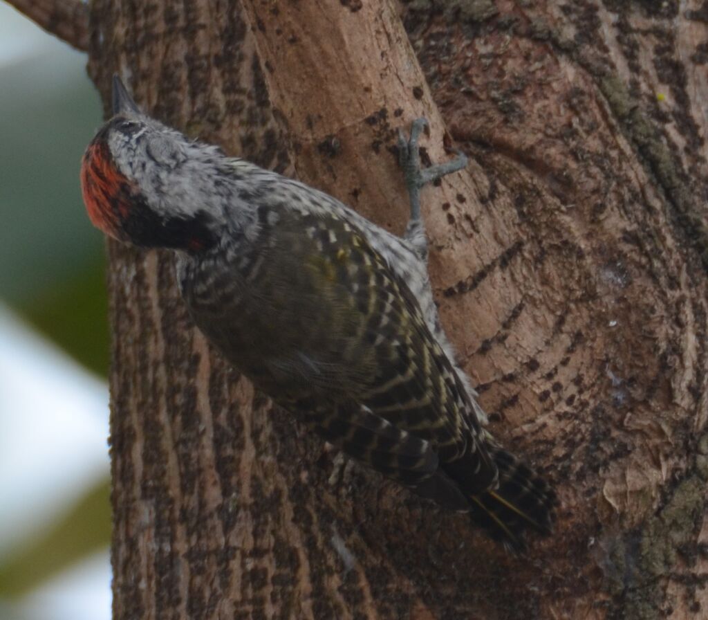 Cardinal Woodpecker male adult, identification