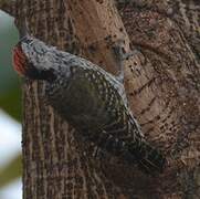 Cardinal Woodpecker