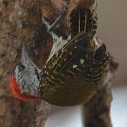 Cardinal Woodpecker