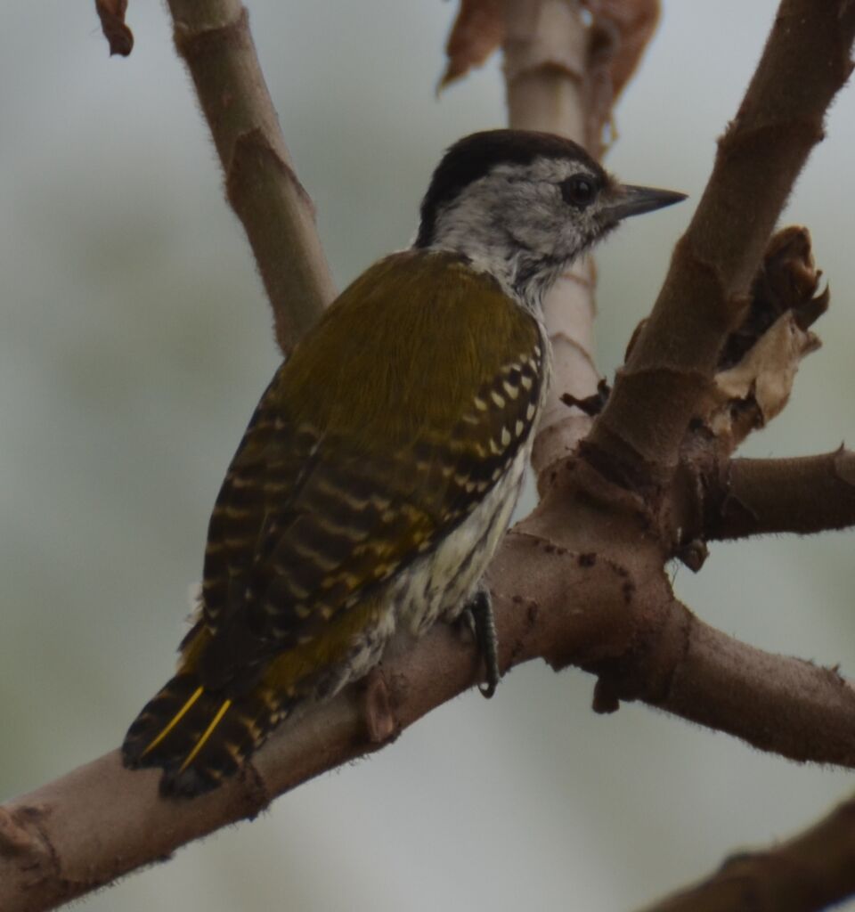 Cardinal Woodpecker female adult, identification