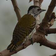 Cardinal Woodpecker