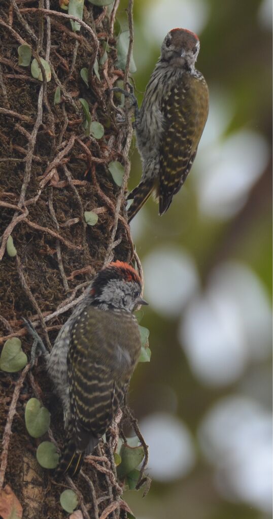 Cardinal Woodpecker male juvenile, identification