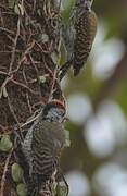 Cardinal Woodpecker