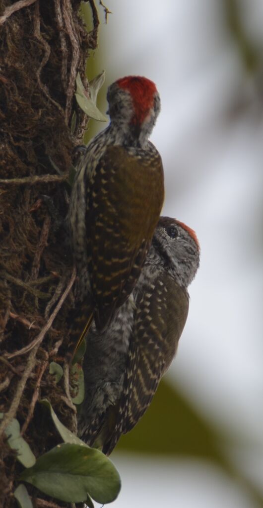 Cardinal Woodpecker male immature, identification