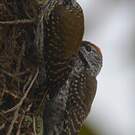 Pic cardinal