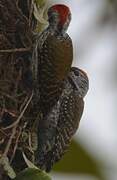 Cardinal Woodpecker