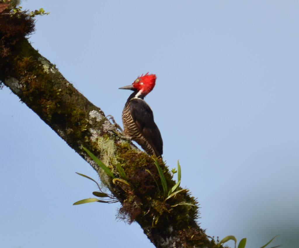 Pic de Guayaquiladulte, identification