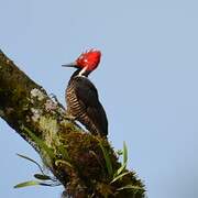 Guayaquil Woodpecker