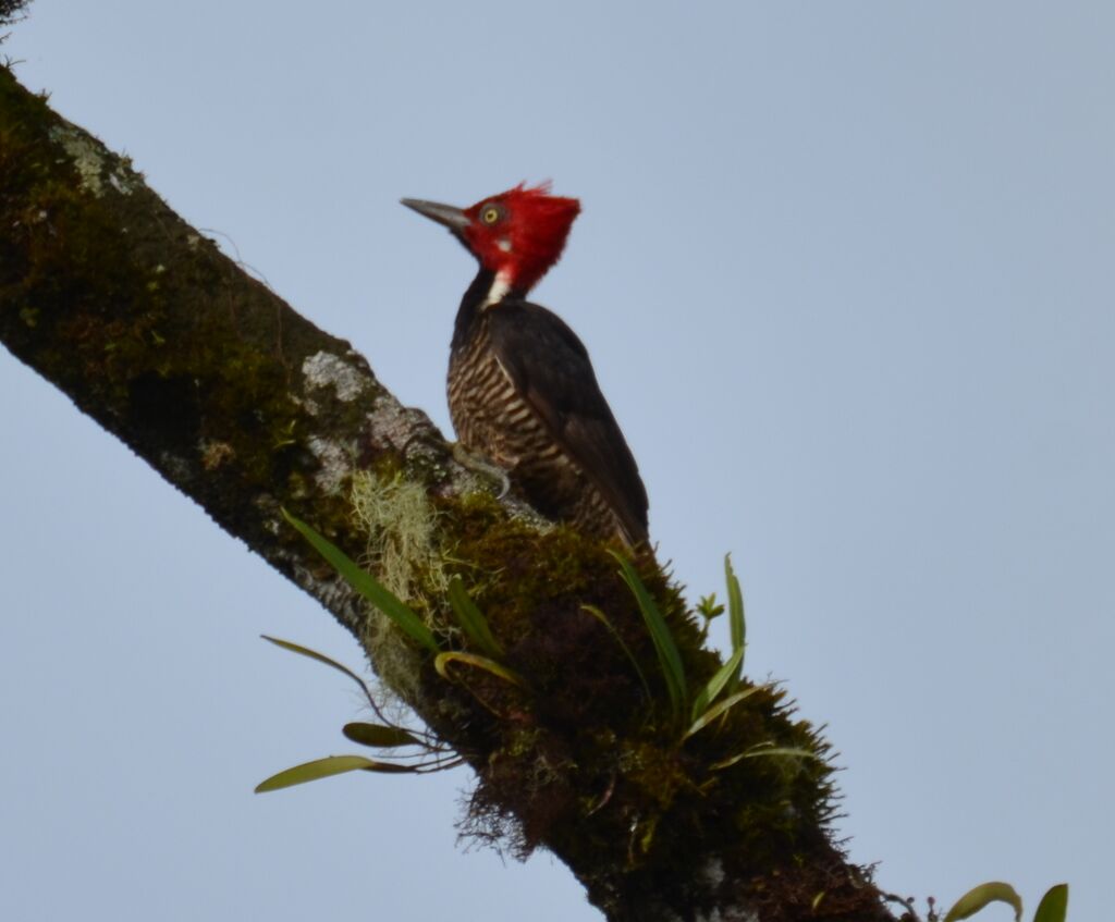 Guayaquil Woodpeckeradult, identification