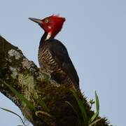 Guayaquil Woodpecker