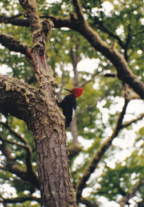 Magellanic Woodpecker male, identification