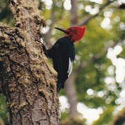 Magellanic Woodpecker