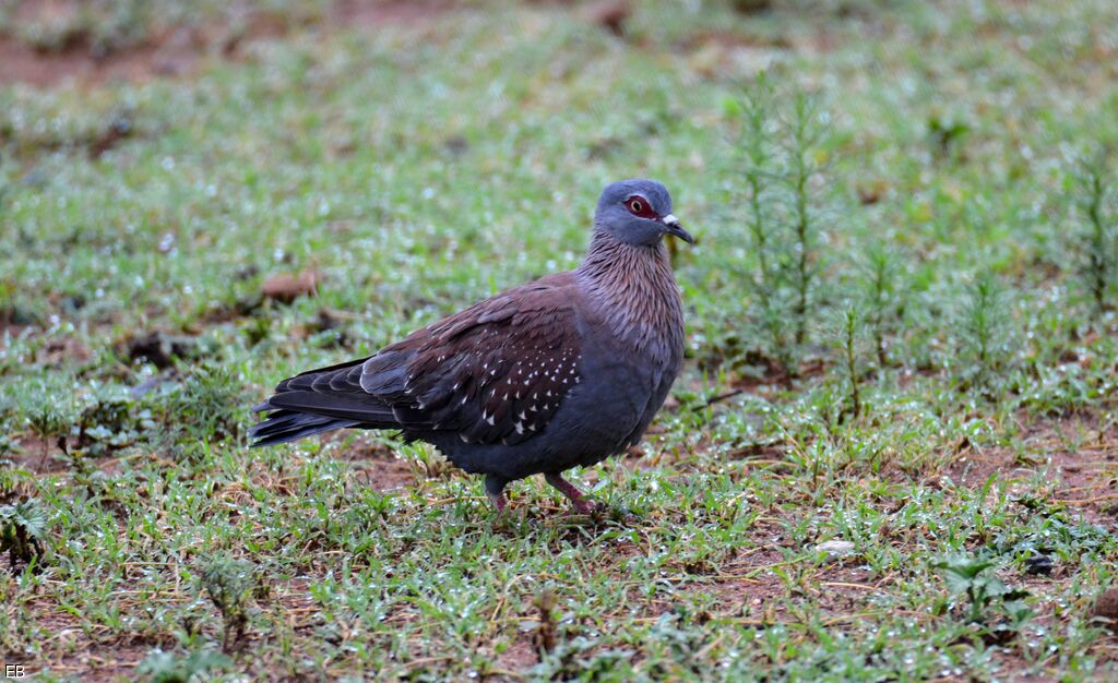 Speckled Pigeonadult, identification