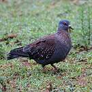 Pigeon roussard