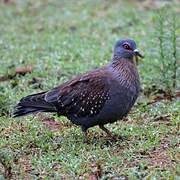 Speckled Pigeon