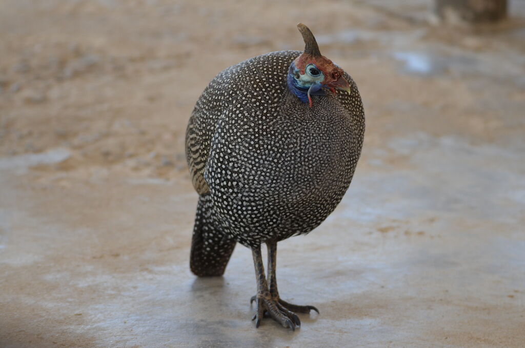 Helmeted Guineafowladult, identification