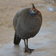 Helmeted Guineafowl