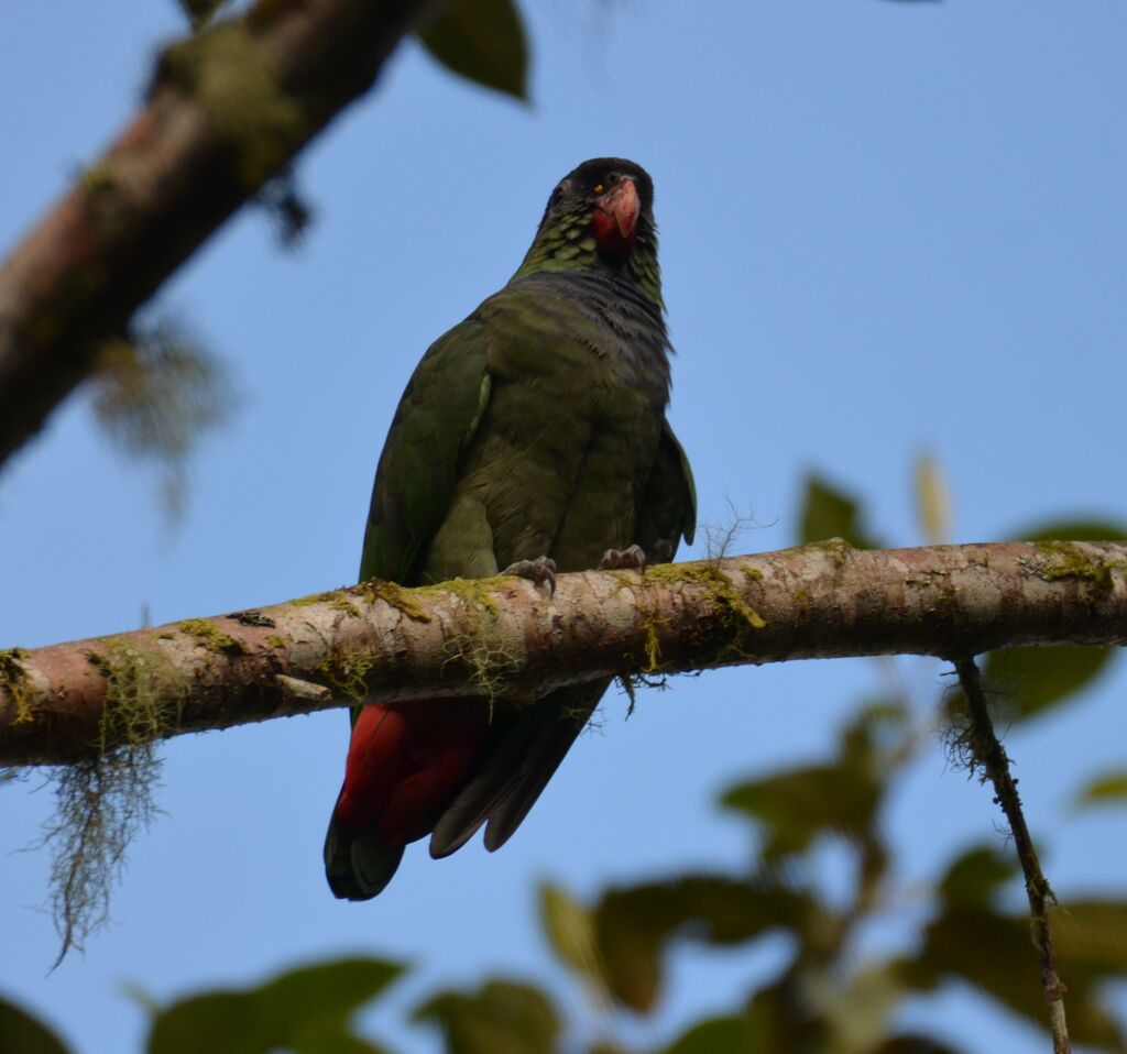 Red-billed Parrotadult, identification