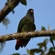 Red-billed Parrot