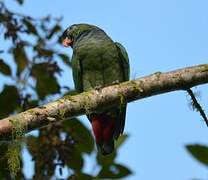 Red-billed Parrot