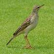 Pipit à longues pattes