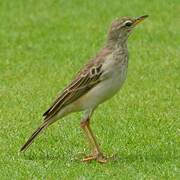 Long-legged Pipit